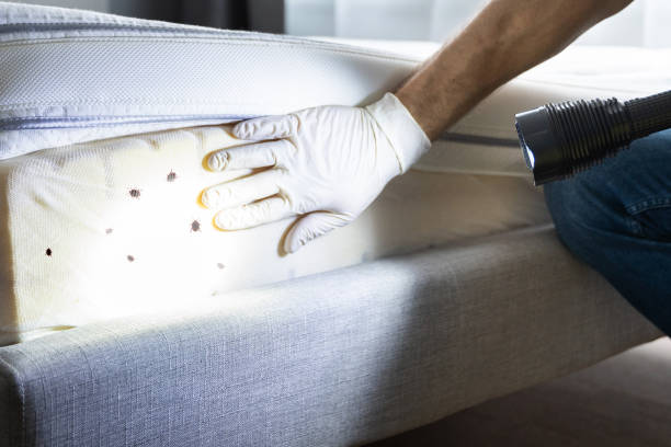 Best Mosquito Control Services  in Pecos, TX