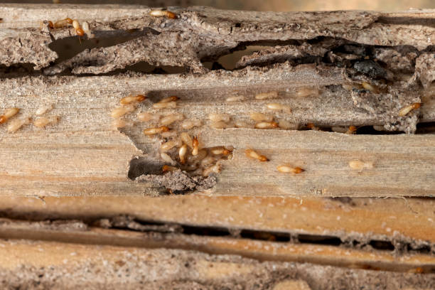 Best Emergency Pest Control  in Pecos, TX